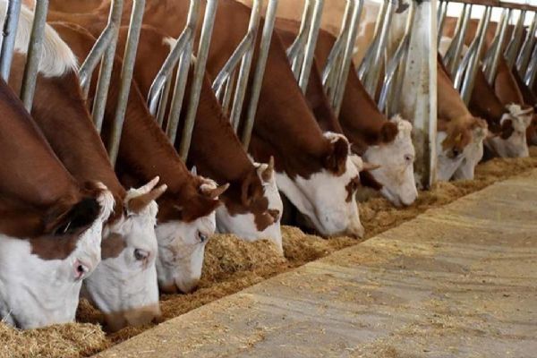 Hayvancılık projelerini geliştirmek isteyen yetiştiricilere destek sürüyor