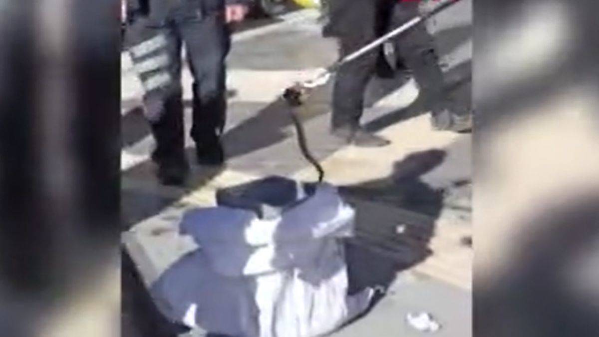 Banka şubesine giren yılan paniğe neden oldu