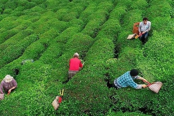 Yaş çayda fark ödemesi desteği belli oldu