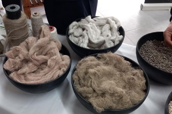 30 milyar dolara mal olacak! Samsun'da kenevir işleyecek fabrika tanıtıldı