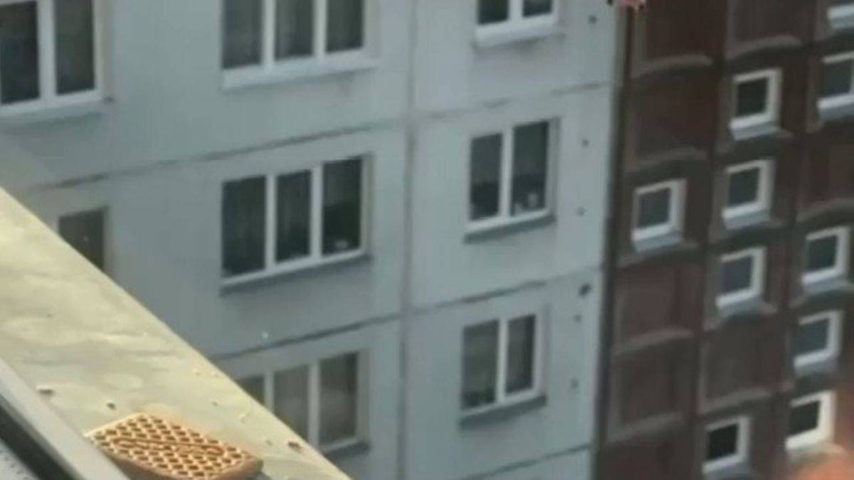 Bir martı ile bir karganın isabeti arasındaki fark