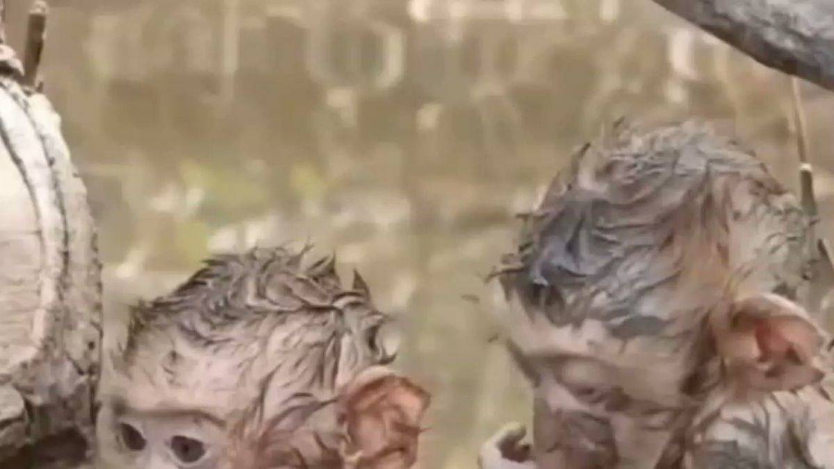 2 yavru maymunun, kendilerine süt veren insanı sabırla bekliyor