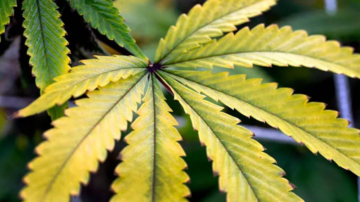 Dilipak: “Esrar, bağımlılıktan kurtulmak için kaçış kapısı olabilir”