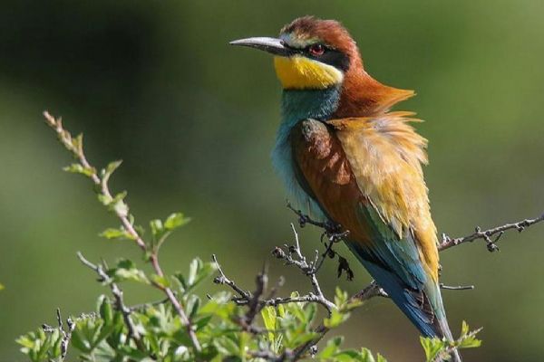 Kuş türlerinin popülasyonunda son 22 yılda artış görüldü