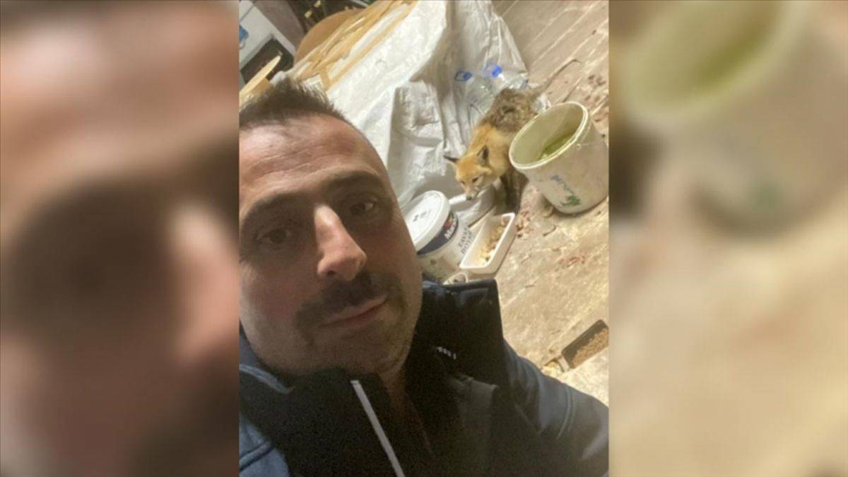 Erzurumlu köylü tilkiyi tavuk ve pudingle doyurdu