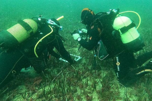 Bakanlık devreye girdi deniz çayırı popülasyonu artırma çalışmaları başladı