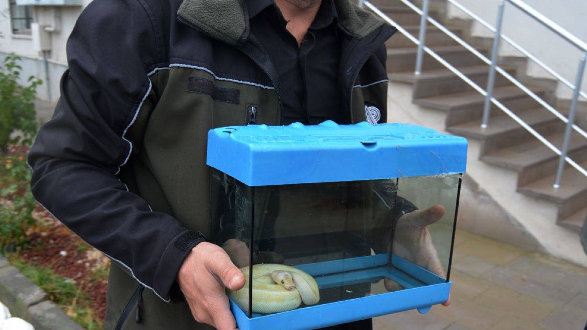 Pitonu satarken suçüstü yakalandı