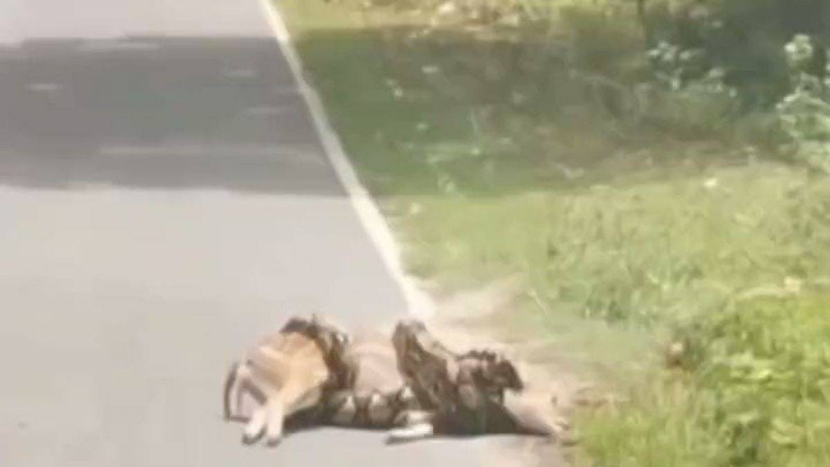 Piton saldırısından kurtulan geyik, böyle teşekkür etti