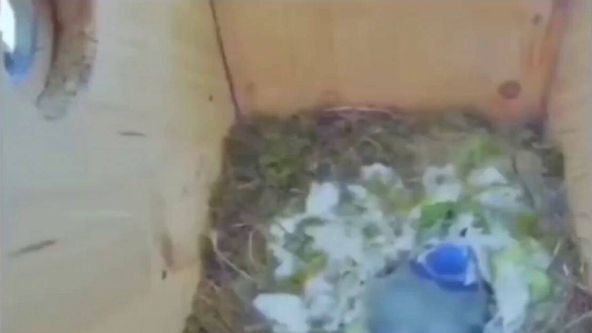 Davetsiz misafir zorla dişi kuş ile çiftleşmeye çalışıyor