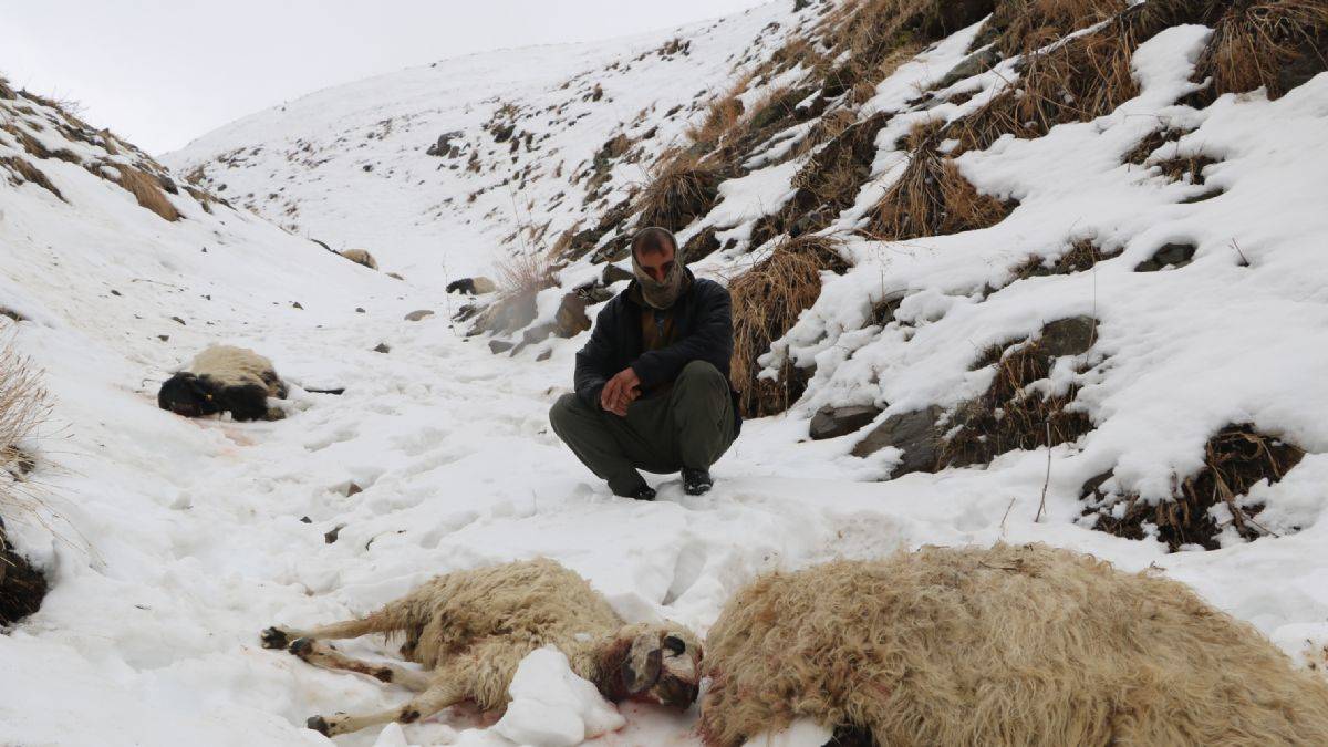 Kurt saldırısında 65 koyun öldü
