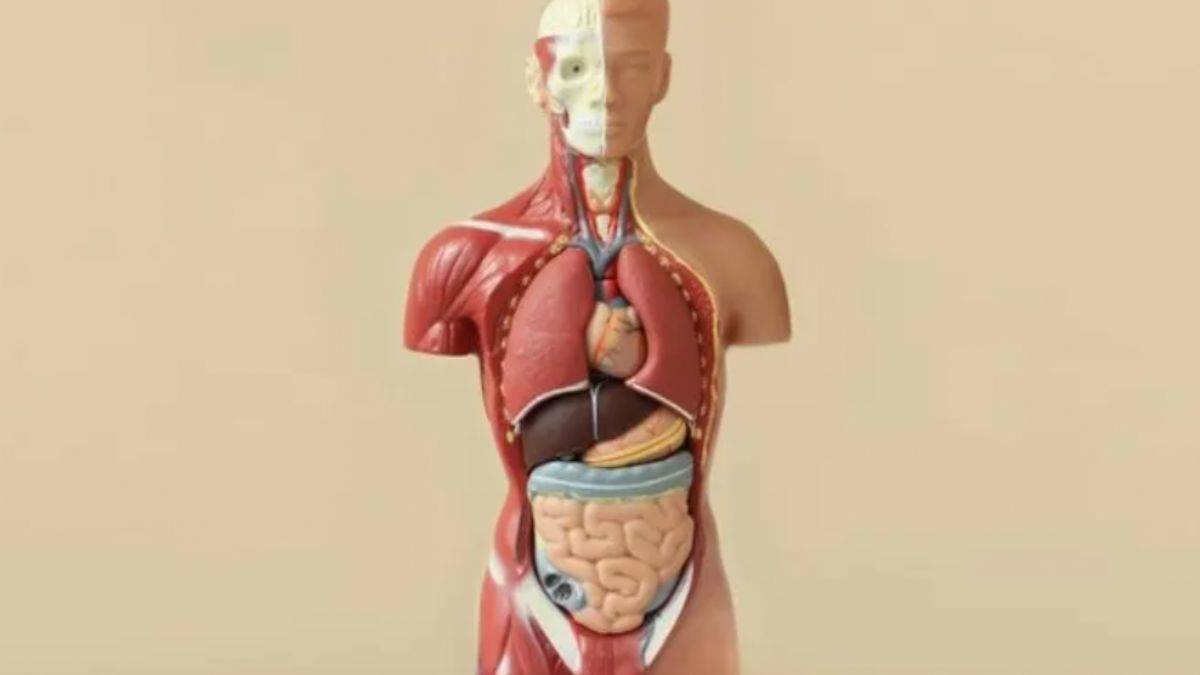 Organların yaşlanma hızını tespit eden kan testi