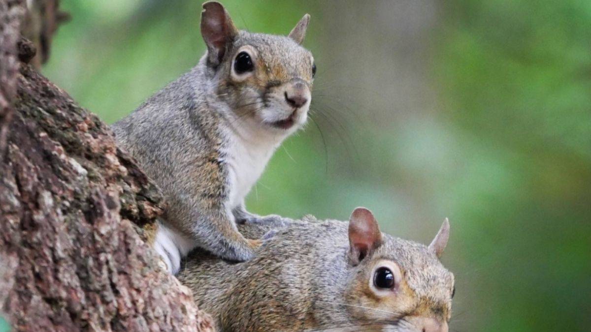 Japonlardan sincapları imha kararı