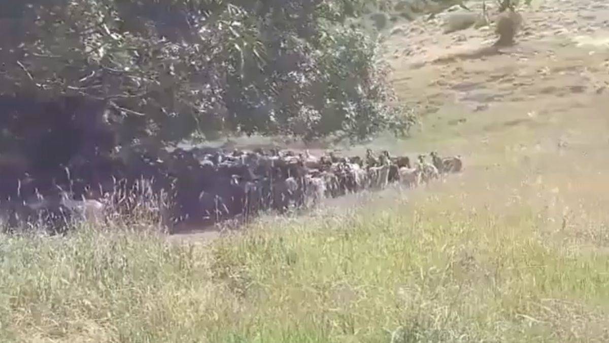 Koyun sürüsünü 'emirle' güdüyor