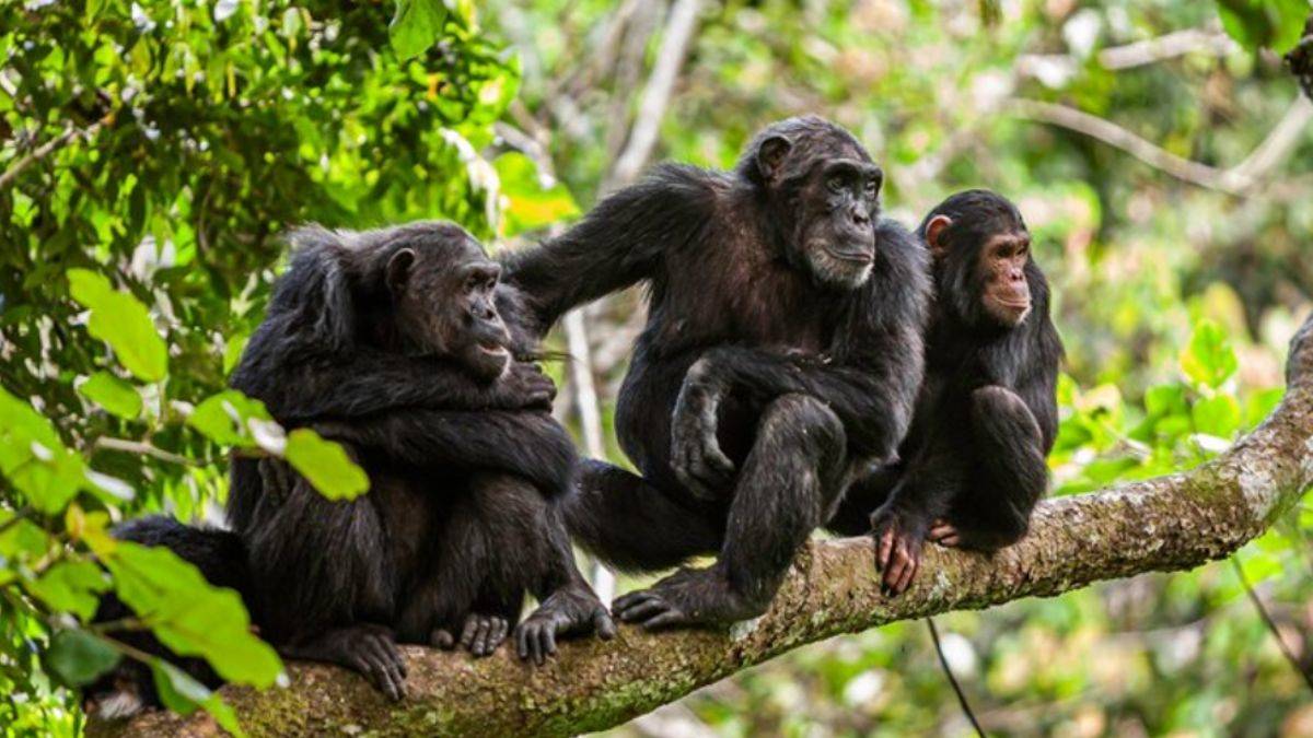 Maymunlarda 'sosyal hafıza' keşfedildi