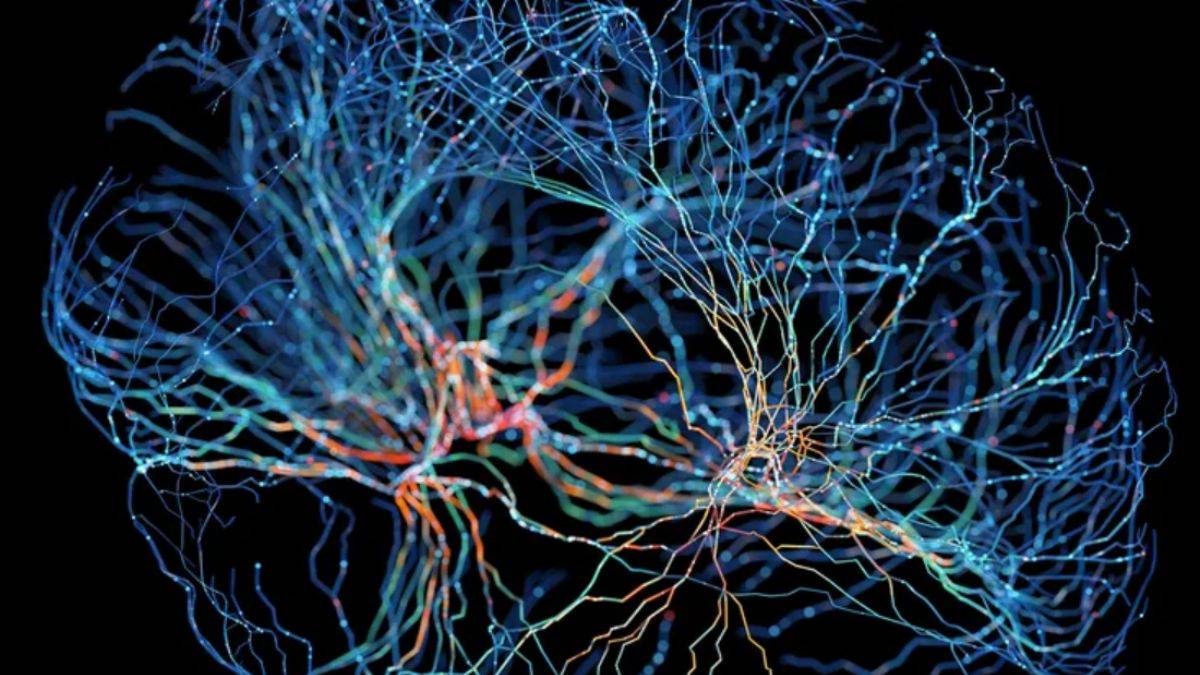 Beynin üç boyutlu haritası çıkarıldı