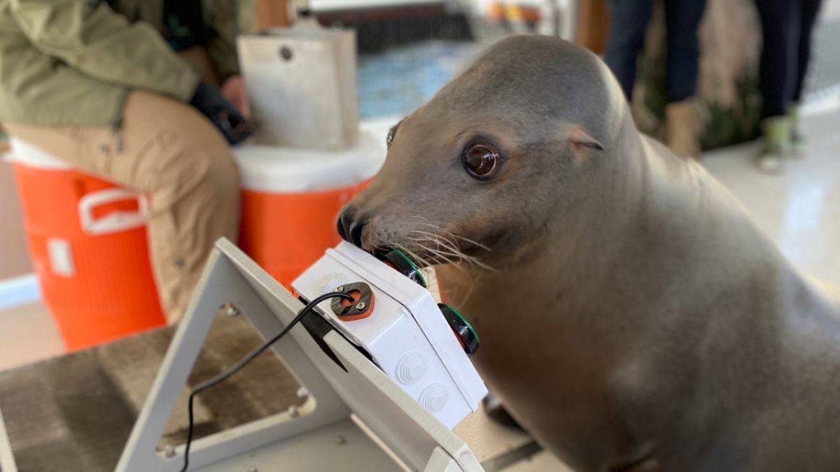 ABD donanmasının 'askerleri'