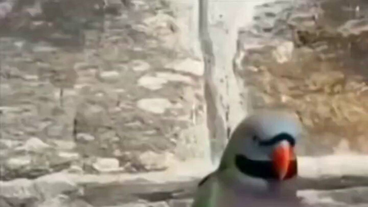 Temas bağımlısı bir papağan