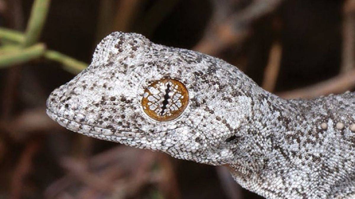 2023 yılında keşfedilen 10 yeni tür