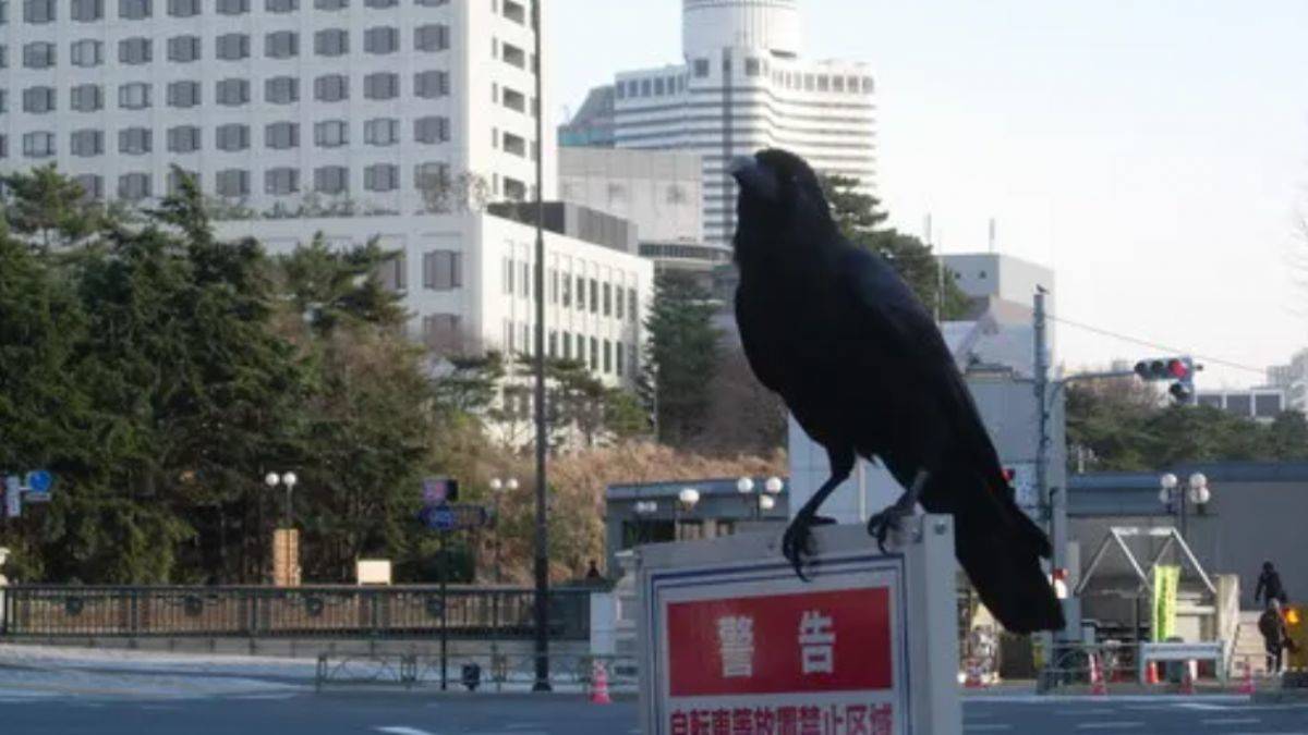 Tsunami ile kargaların gizemli irtibatı