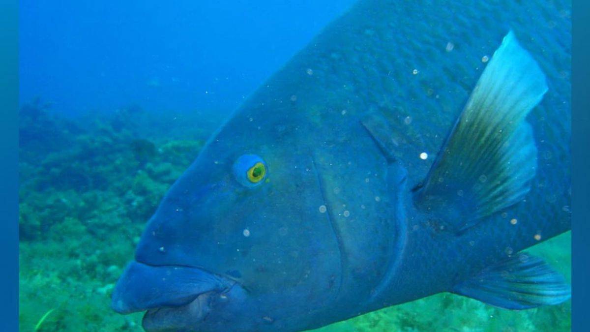 Koruma altındaki Mavi Lapina balığını öldürene rekor ceza