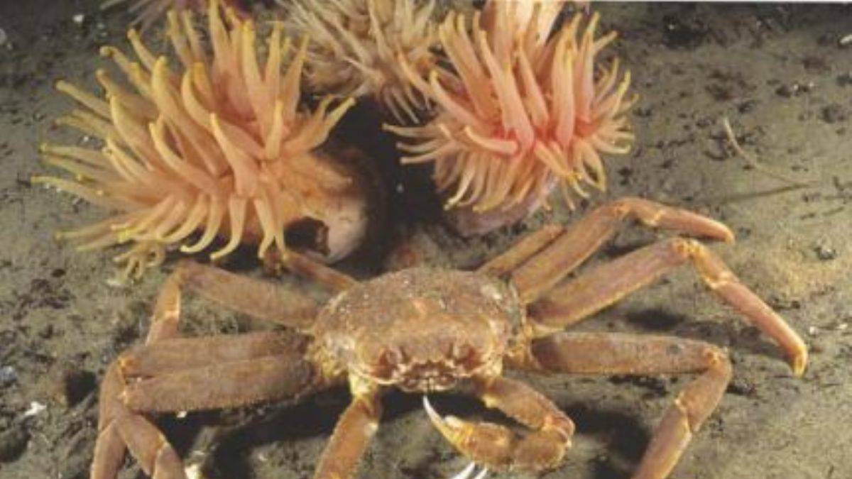 10 milyardan fazla kar yengecinin hüzünlü sonu