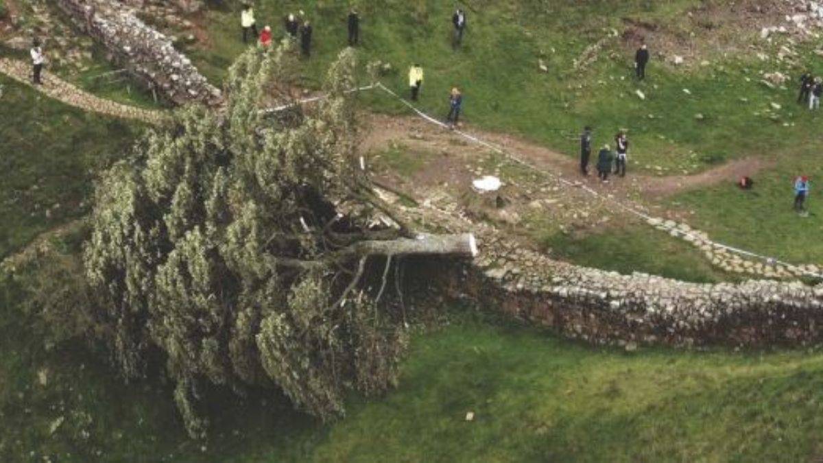 Ulu çınarın gözyaşı