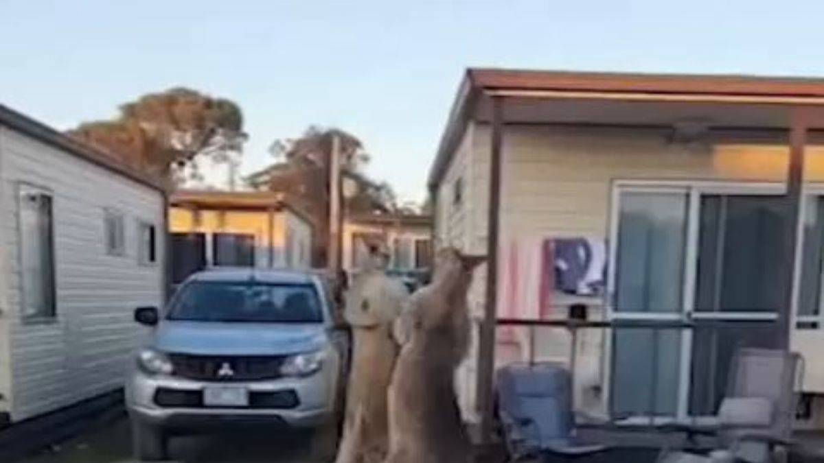 Avustralya'da iki kanguru sokak ortasında kavga etti