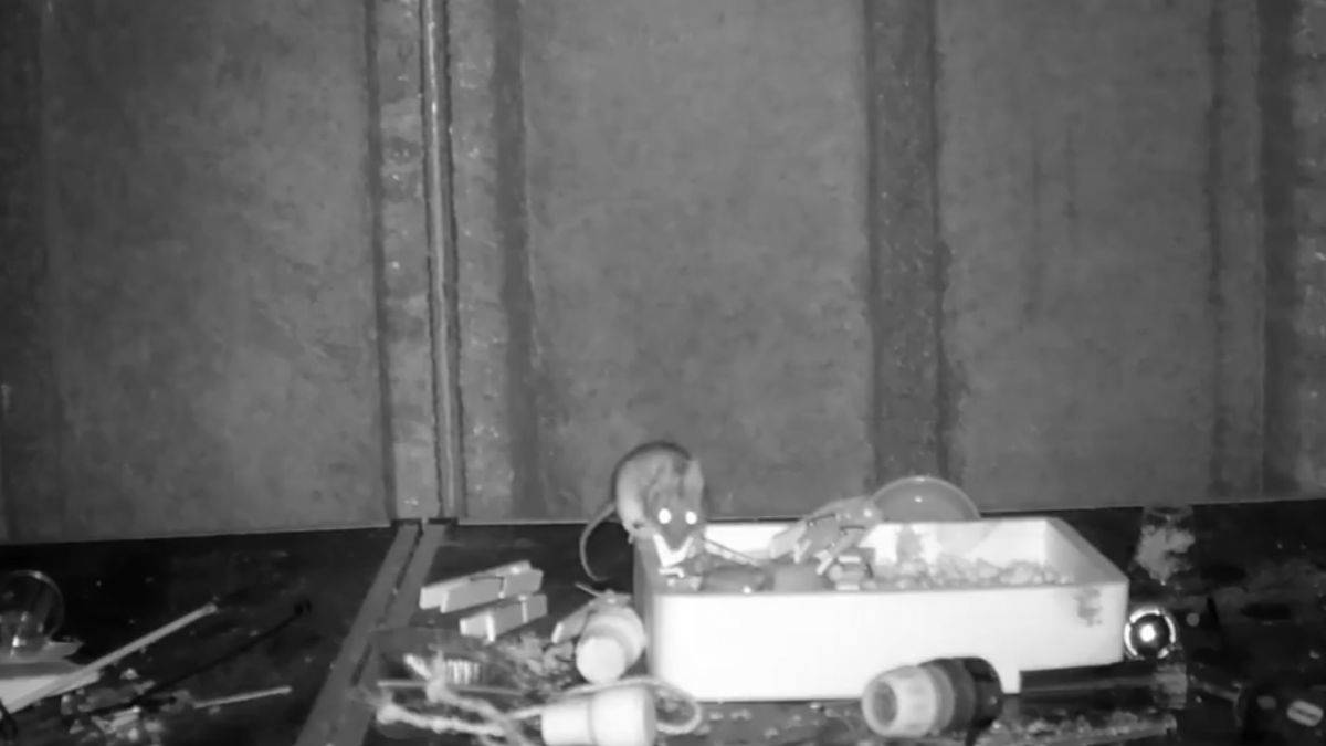 Dağınık tezgahını farenin topladığını keşfetti!