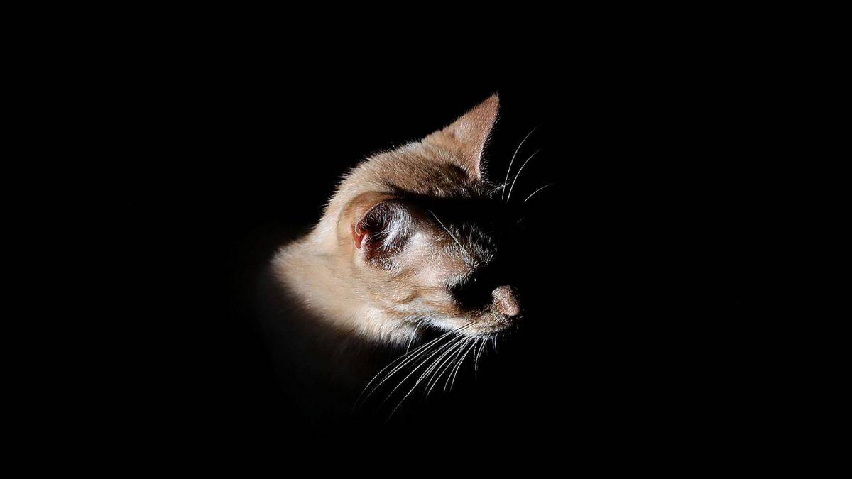 Fransa'da yeni kedi katliamı! 'Eğlenmek' için öldürmüş