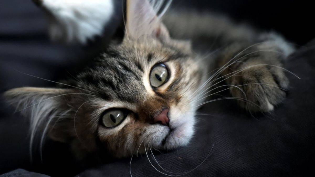 Fransa'da mahkeme kararı: Sahibi kediye tazminat ödeyecek