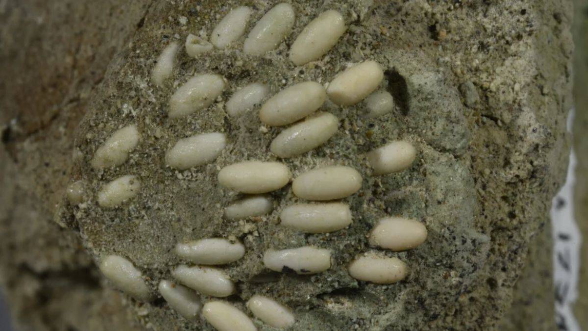 29 milyon yıllık bozulmamış yuva bulundu