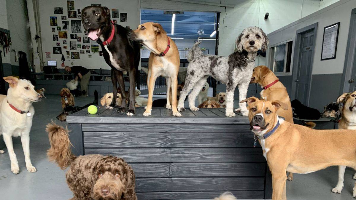 Küçük köpekler büyük köpeklerden daha uzun ömürlü