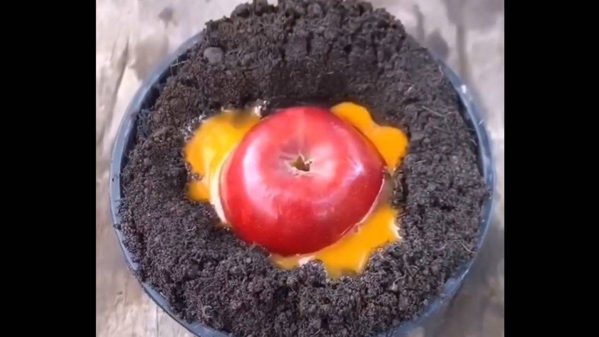 Evde elma ağacı nasıl yetiştirilir?