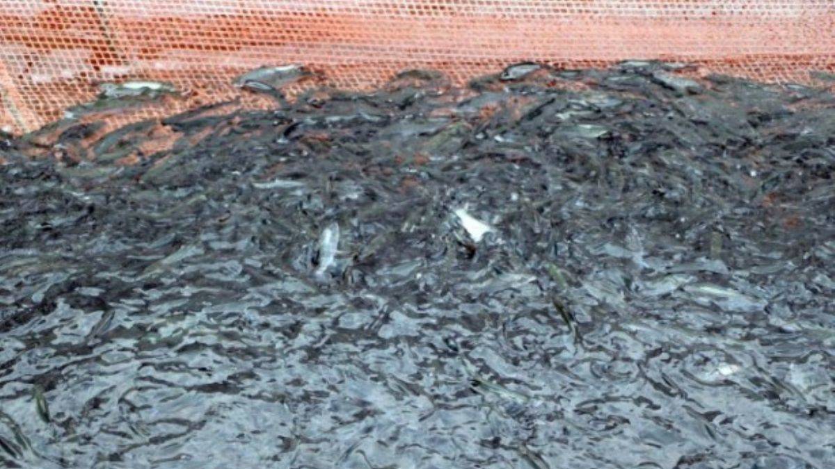 Japonlar gözünü Türk pazarına dikti! Rekor kıran şirketi satın aldılar