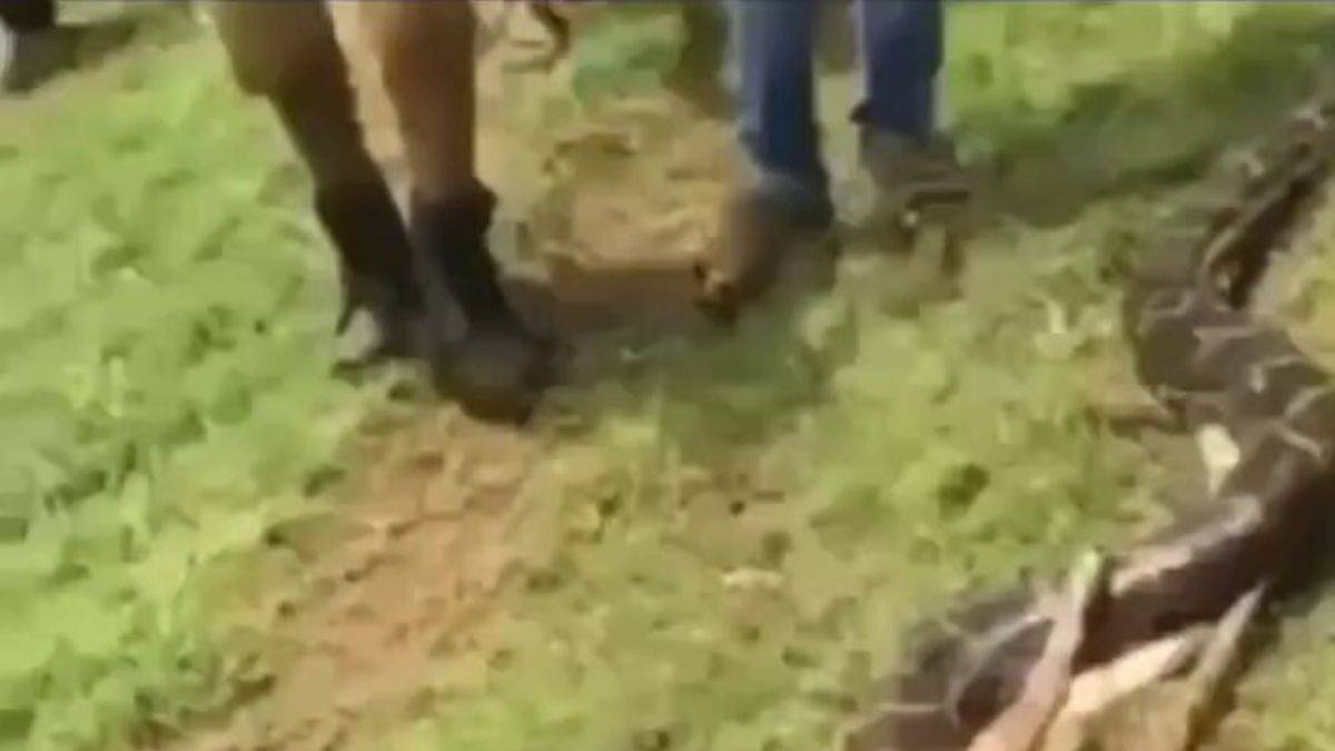 Piton, geyiği saniyeler içinde yuttu...