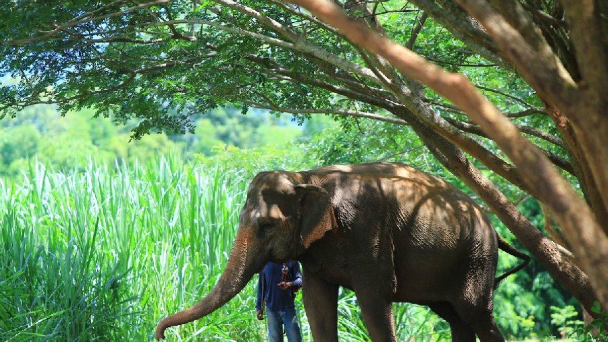 Fil, sahibini ezerek öldürdü