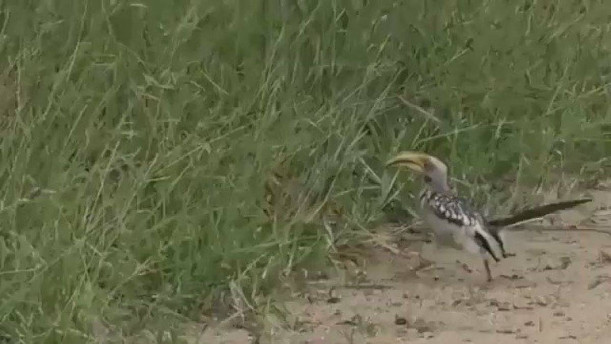 Bir Firavun Faresinin farklı tür bir hayvana 'Ben senin için tehdit değilim' mesajı