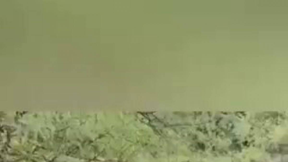 Kaplana yem olan köpek böyle görüntülendi...