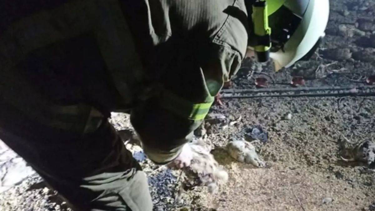 Balıkesir'de korkutan yangın: 11 bin civciv telef oldu