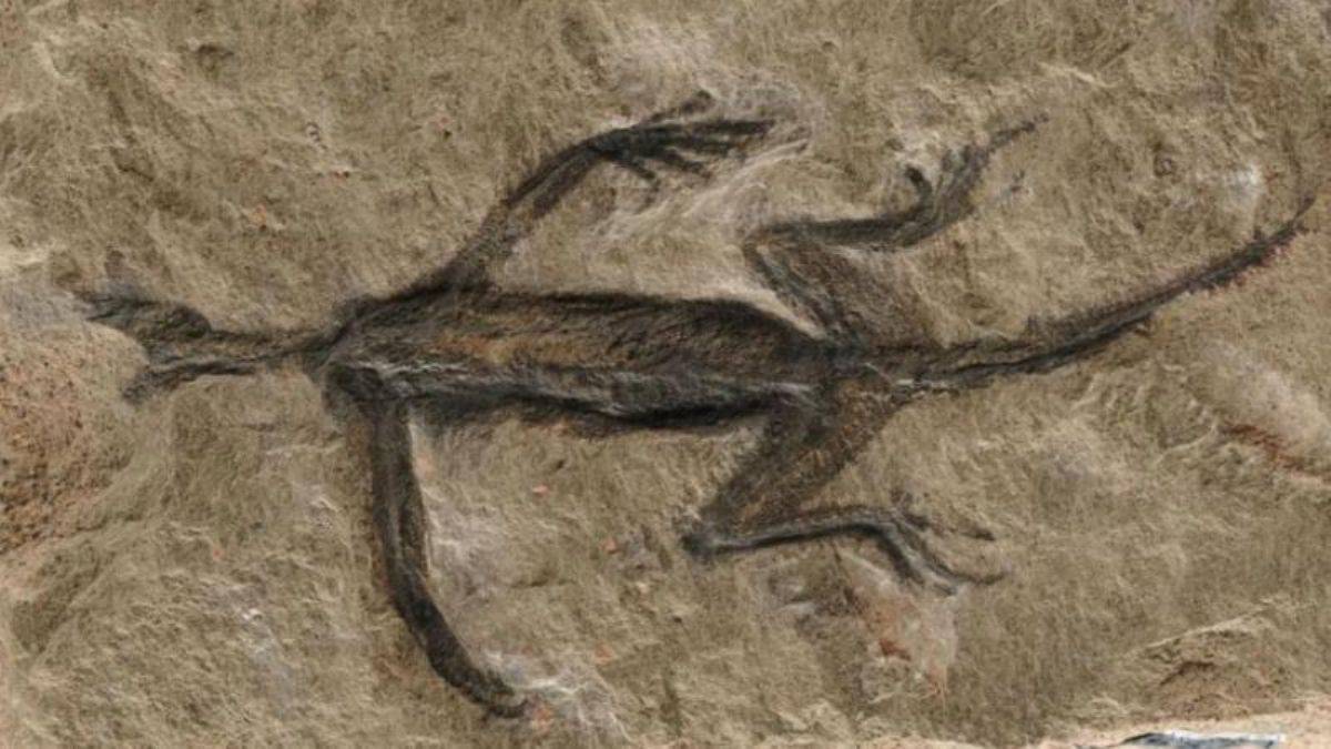 100 yıl önce bulunmuştu; ödüllü fosil sahtekarlığı!