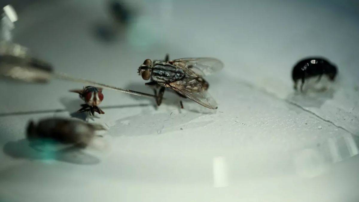 ''Dedektif böcekler'' iş başında! Çözülemeyen cinayetler aydınlatılıyor