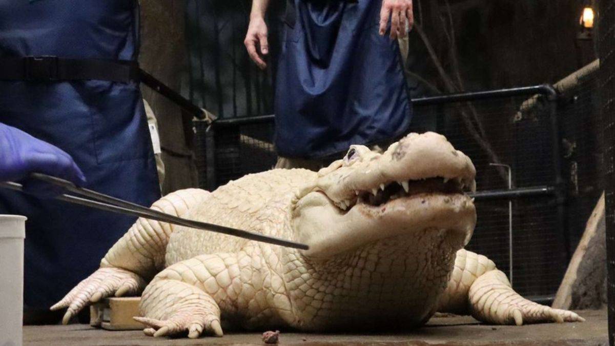 Timsahın midesinden 70 madeni para çıkarıldı