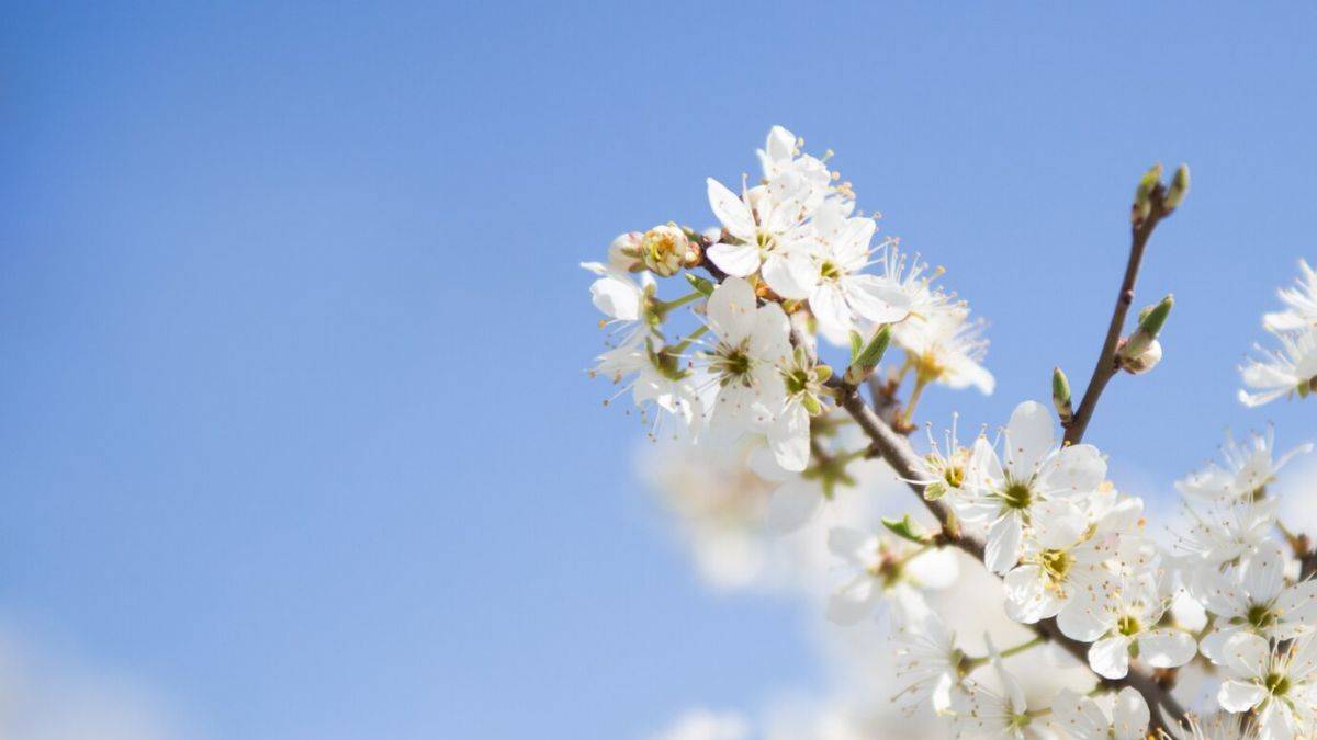 İlk cemre havaya düştü! İkinci cemre ne zaman ve nereye düşer?