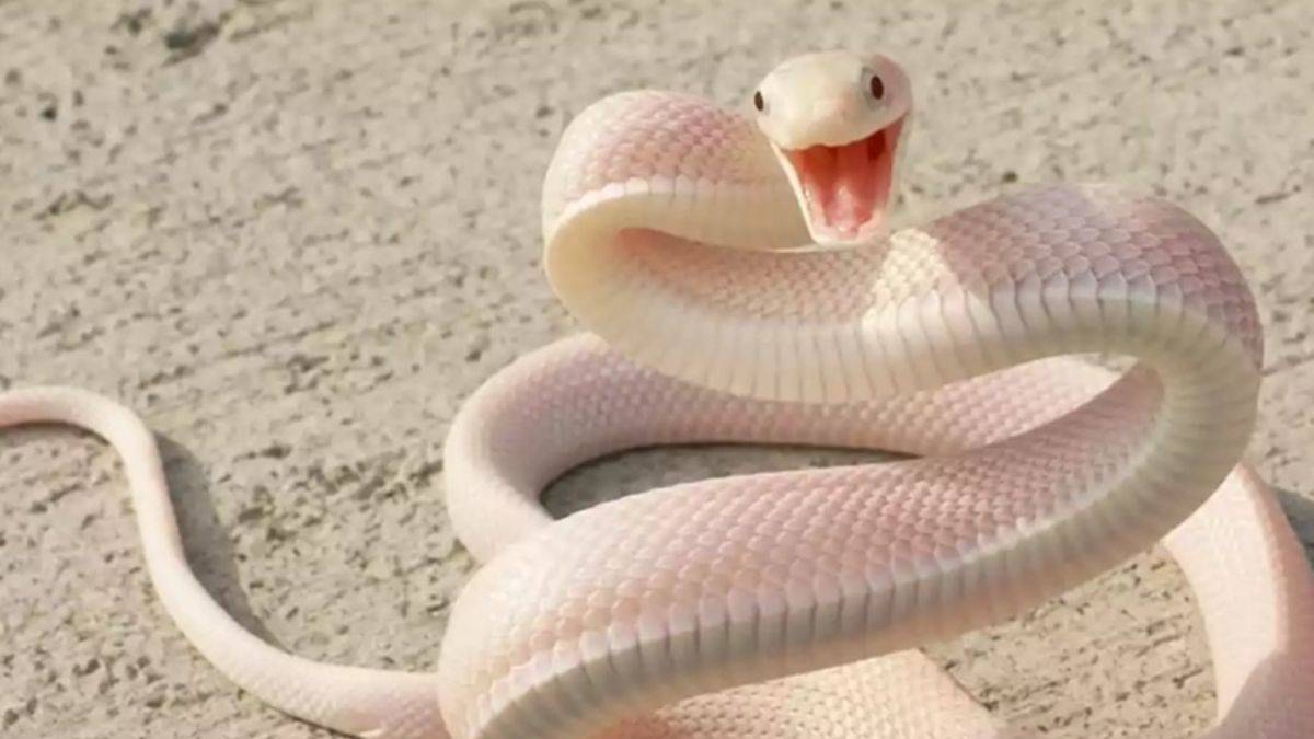 Rüyada yılan görmek ne anlama gelir? Rüyada büyük yılan görmek anlamı