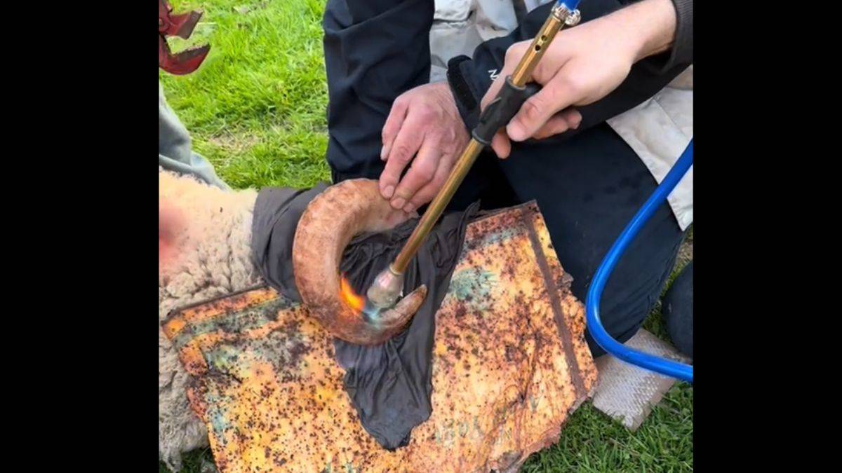 Boynuz bükme operasyonu; 'Gözüne batacaktı'