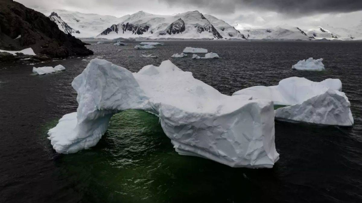 H5N1 virüsü ilk kez Antarktika'ya ulaştı