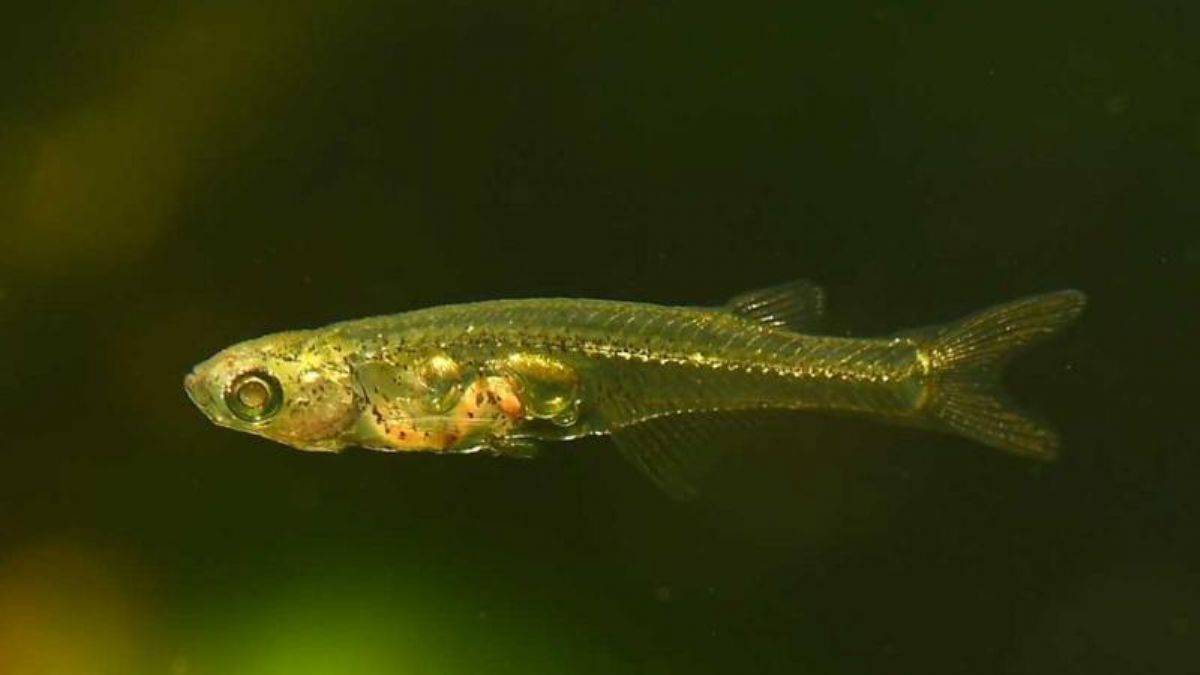 Tırnak kadar balık darbeli matkap gibi ses çıkarıyor