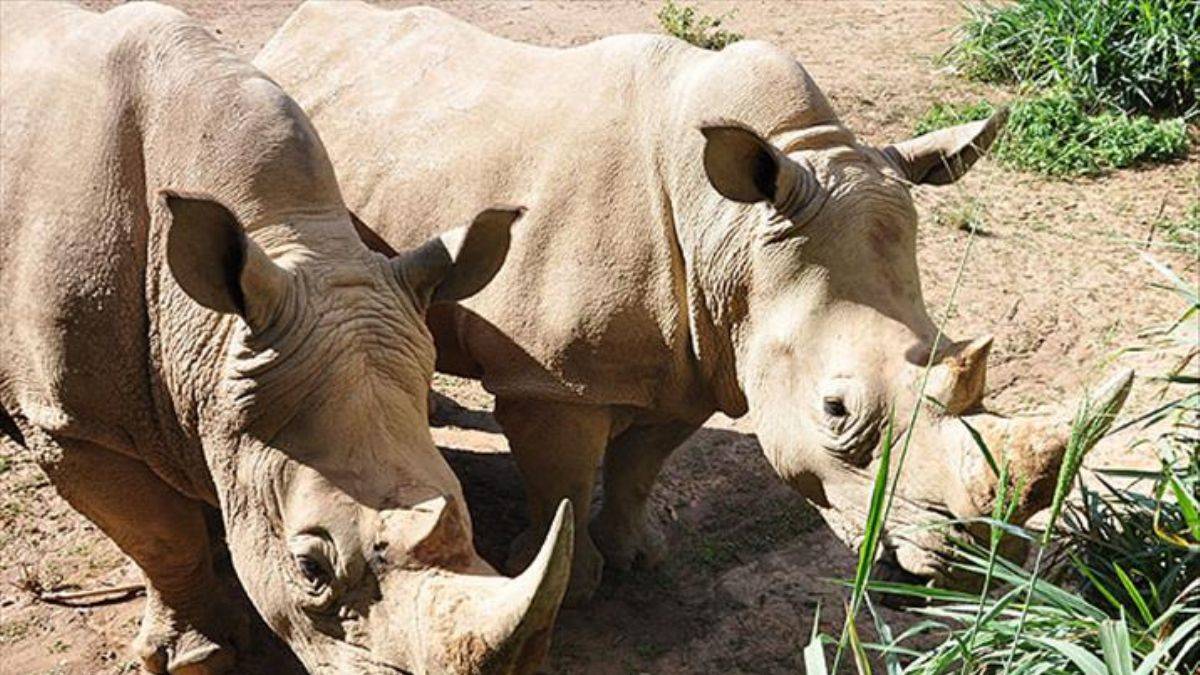 499 gergedan boynuzları için katledildi; binlerce dolar ödeniyor