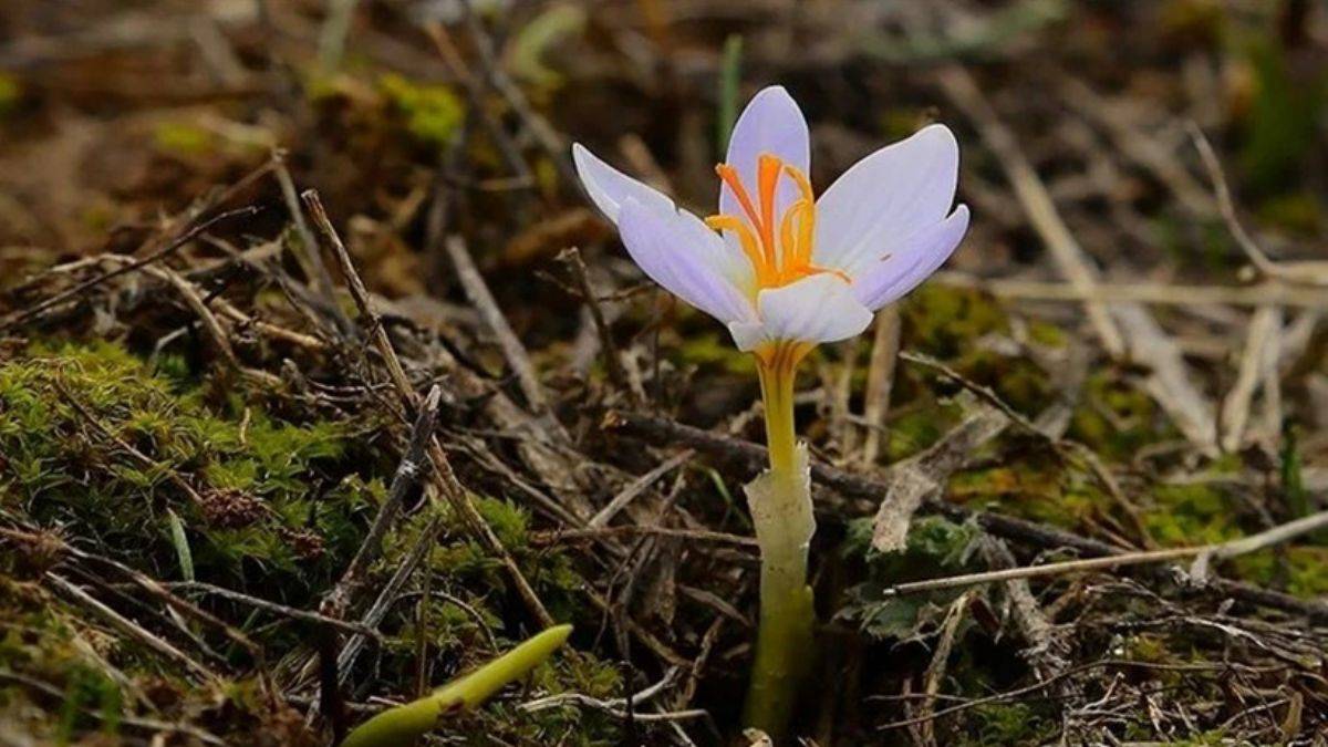 Cemre ne zaman toprağa düşecek? 2024 cemre düşme tarihleri