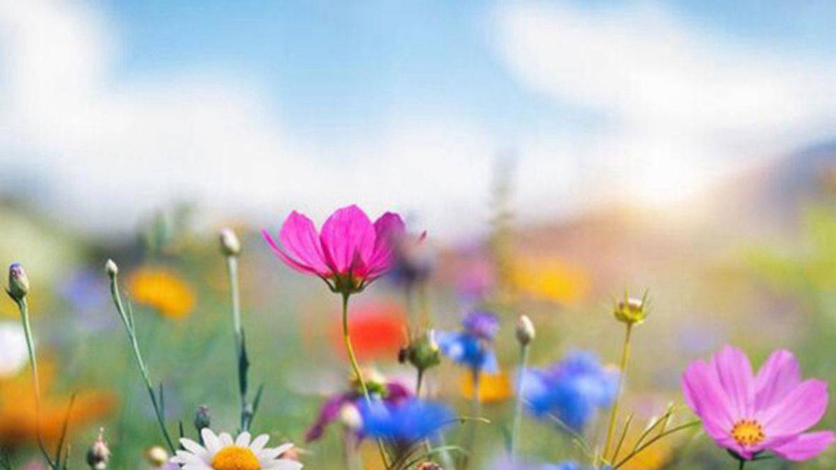 Cemre ne zaman düşecek? Üçüncü cemre düştü mü? 2024 cemre düşme tarihleri